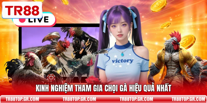 Kinh nghiệm tham gia chọi gà hiệu quả nhất